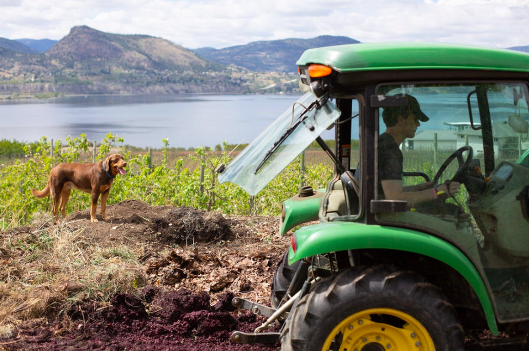 Hudson Finn Halladay driving a tractor through a Naramata vineyard overlooking Okanagan Lake